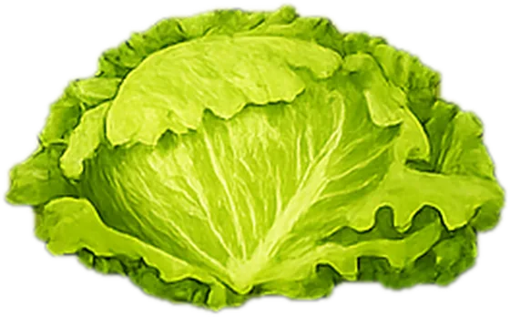 Illustration of lettuce, iceberg