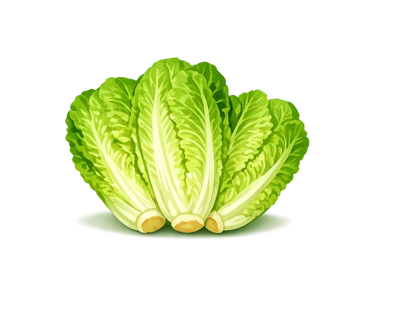 Fresh romaine lettuce